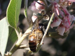 Arctostaphylos otayensis