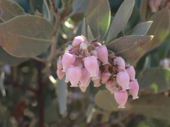 Arctostaphylos otayensis