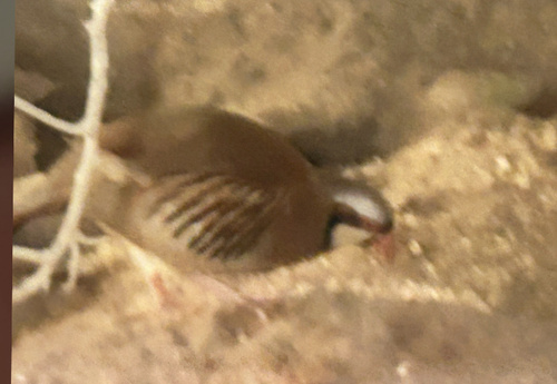 Chukar