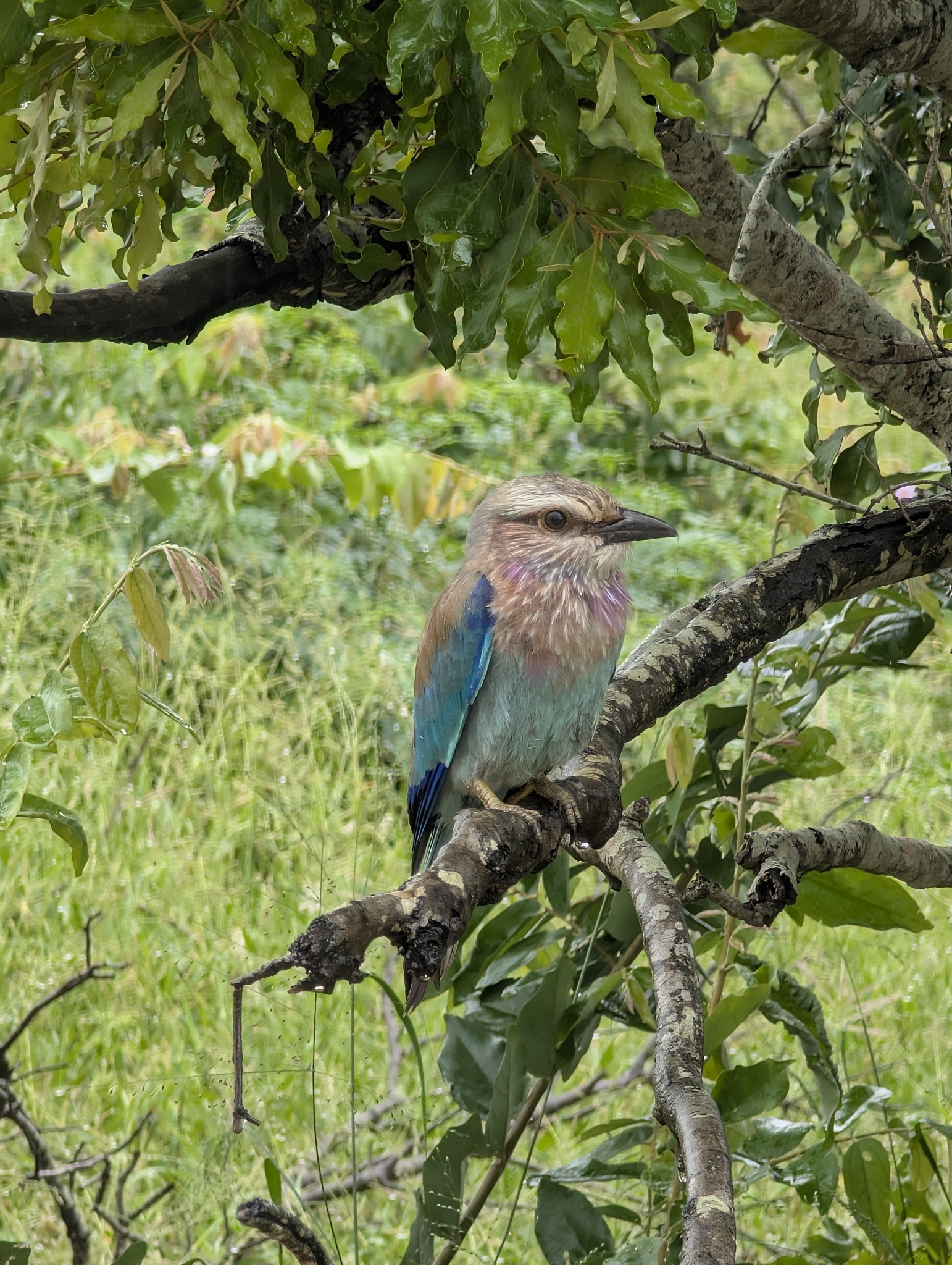 Lilac-breasted Roller (Coracias caudatus), photo 1