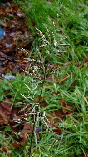 Meadow Fescue (Lolium pratense)