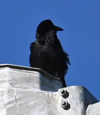 Common Raven photographed in Maryland