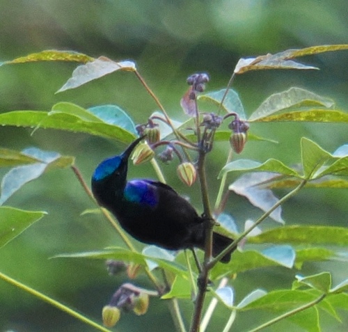 Pemba Sunbird (Cinnyris pembae), photo 2