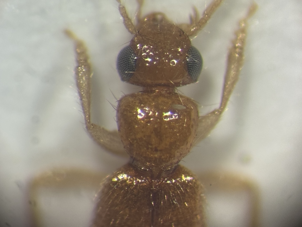 Palaminus hudsonicus