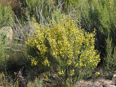 Aspalathus spinescens lepida