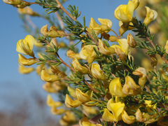 Aspalathus spinescens lepida