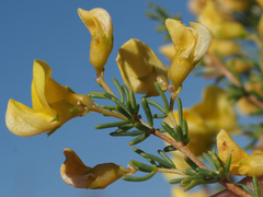 Aspalathus spinescens lepida