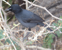 Laniarius funebris