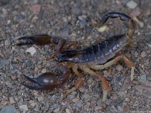 Kalahari Burrowing Scorpion