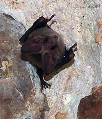 Macrotus waterhousii