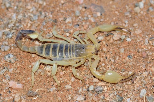 Kalahari Burrowing Scorpion