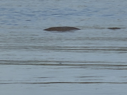 Florida Manatee observed by bethany_lee