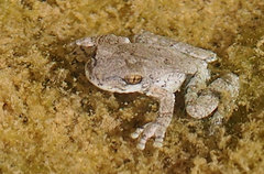 Osteopilus vastus