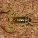 Kalahari Burrowing Scorpion - Photo (c) Joubert Heymans, some rights reserved (CC BY-NC-ND), uploaded by Joubert Heymans