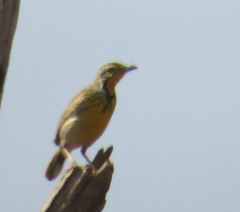 Macronyx aurantiigula