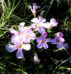 Oxalis ciliaris