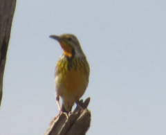 Macronyx aurantiigula