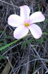 Oxalis ciliaris