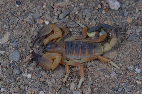Kalahari Burrowing Scorpion