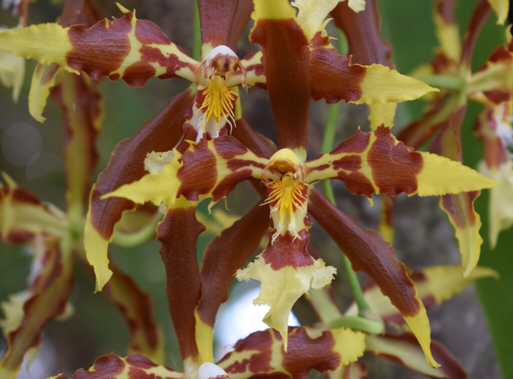 Oncidium luteopurpureum; photograph (c) Ligia Stella Peñafiel Rodriguez, some rights reserved (CC BY)