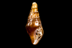 Pseudomelatomidae