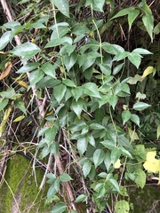 Clematis uncinata