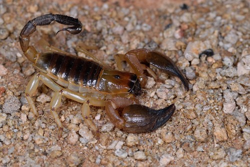 Kalahari Burrowing Scorpion