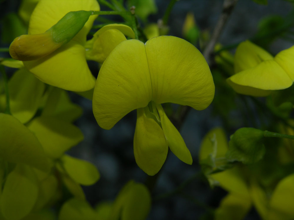 Diphysa