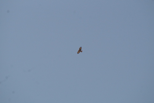 Short-tailed Hawk (Buteo brachyurus), photo 5