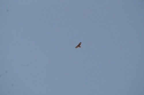 Short-tailed Hawk (Buteo brachyurus), photo 6