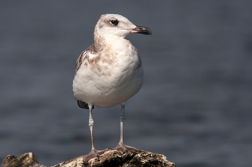 Pallas's Gull