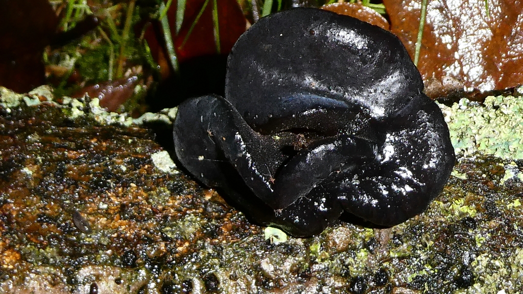 Exidia truncata