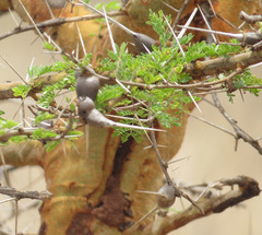 Vachellia drepanolobium