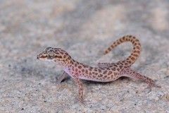 Pachydactylus