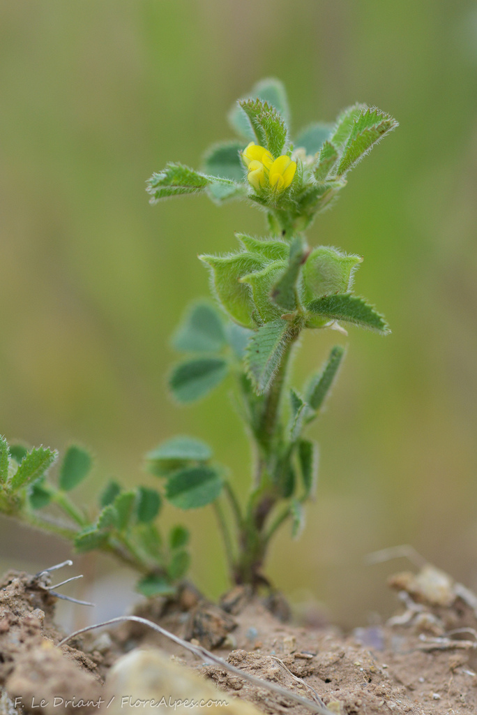 Medicago ovalis