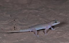 Pachydactylus monicae