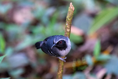 Myrmoborus myotherinus