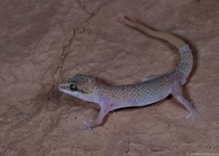Pachydactylus monicae