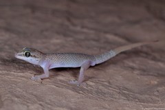 Pachydactylus monicae