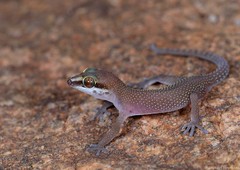 Pachydactylus atorquatus