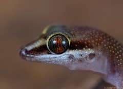 Pachydactylus atorquatus