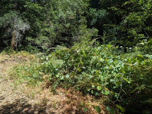 California wild grape (Vitis californica)