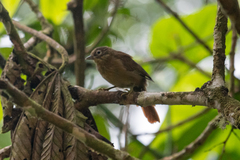 Anabacerthia striaticollis