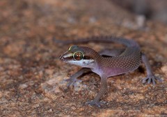 Pachydactylus atorquatus