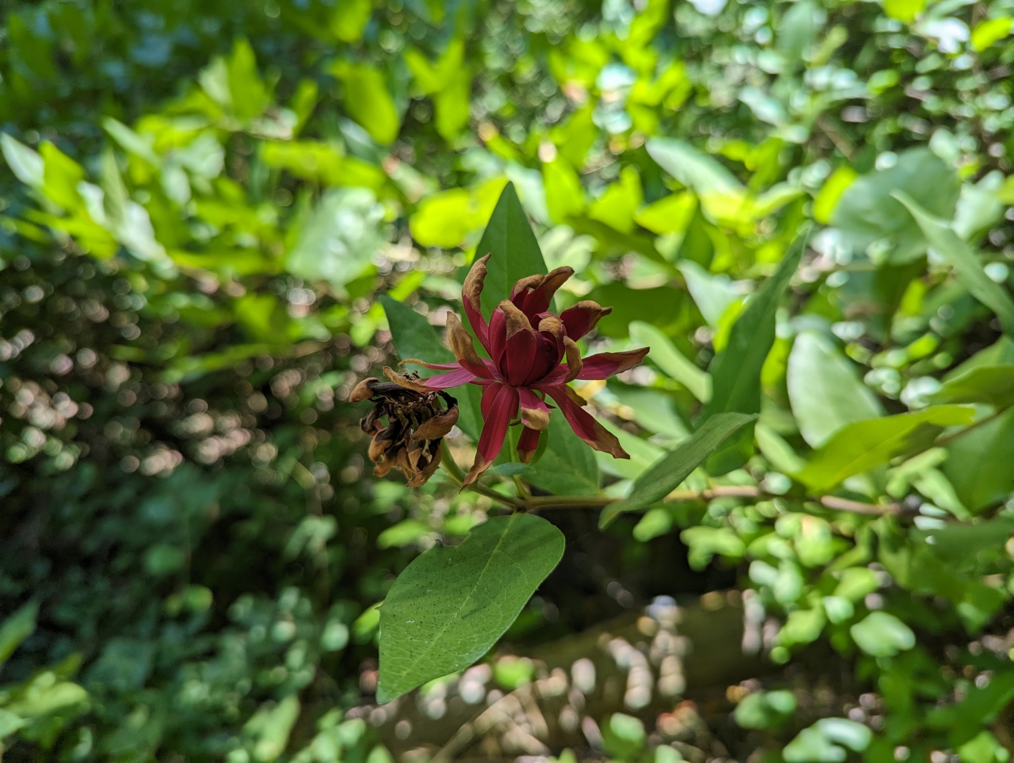 California Sweetshrub (Calycanthus occidentalis)