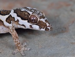 Pachydactylus barnardi