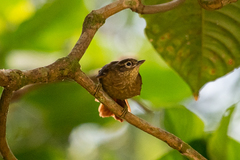 Anabacerthia striaticollis