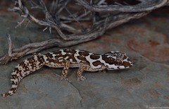 Pachydactylus barnardi