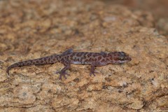 Pachydactylus