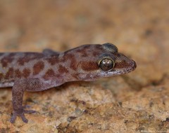 Pachydactylus